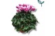 Cyclamen pers. metis fantasia Cyclamen-FANTASIA ROZE 17 cm diameter ro 