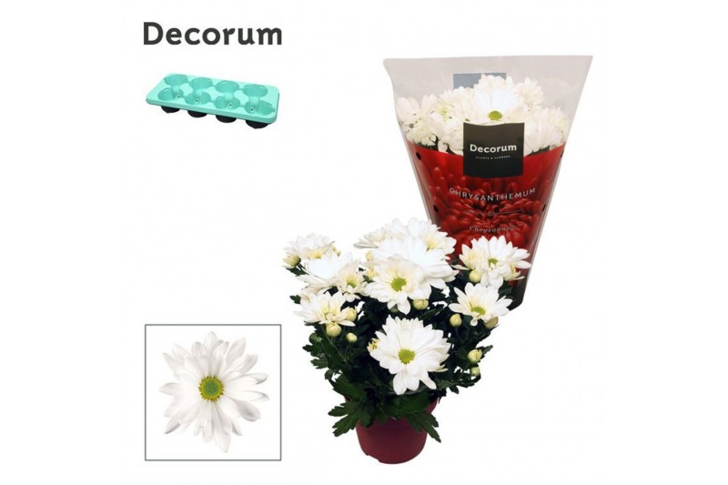 Chrysant breeze white indicum Chrysanne® Margarita White3 pp 