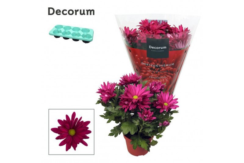 Chrysanthemum breeze jam Chrysanne® Margarita Purple3 pp 