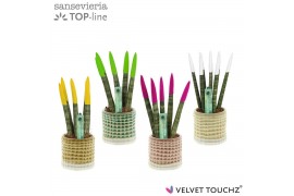 Sansevieria cylindrica Sansevieria VELVET TOUCHZ® mix in pot Elsa
