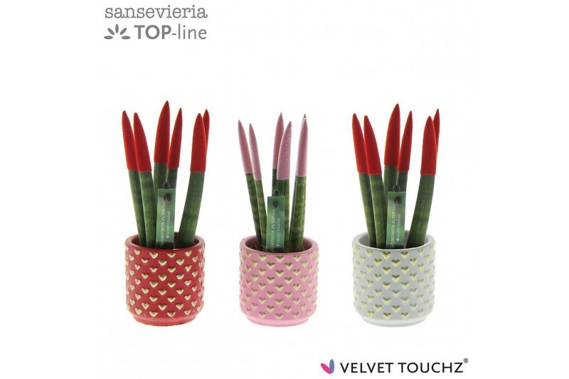 Sansevieria cylindrica Sansevieria VELVET TOUCHZ® Liefde mix in pot Ka 