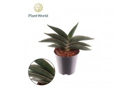 Sansevieria ehrenbergii samurai Sansevieria Samurai