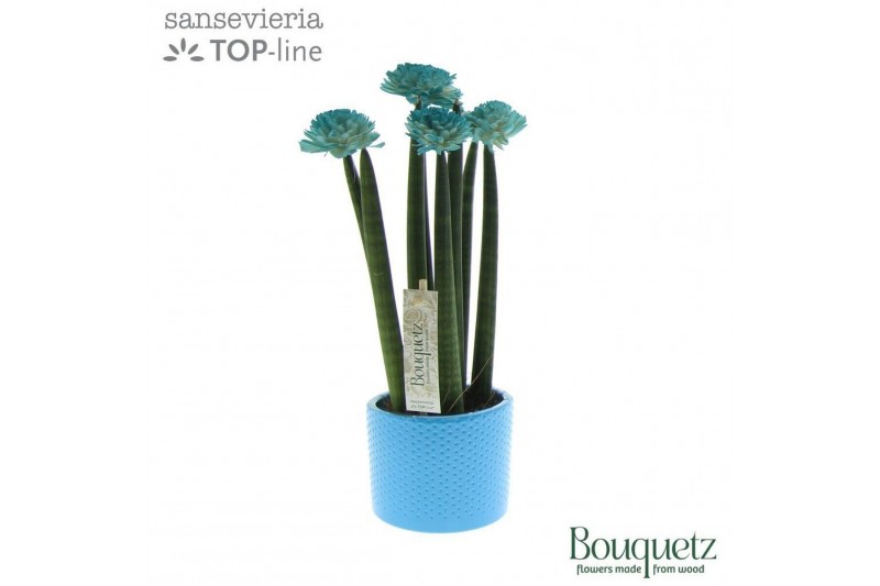 Sansevieria cylindrica Sansevieria TOP-line Bouqetz Aqua in Dots keram 