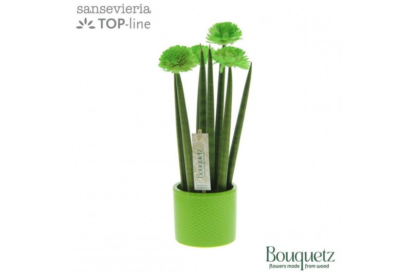 Sansevieria cylindrica Sansevieria TOP-line Bouqetz Green in Dots kera 