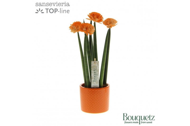 Sansevieria cylindrica Sansevieria TOP-line Bouqetz Orange in Dots ker 