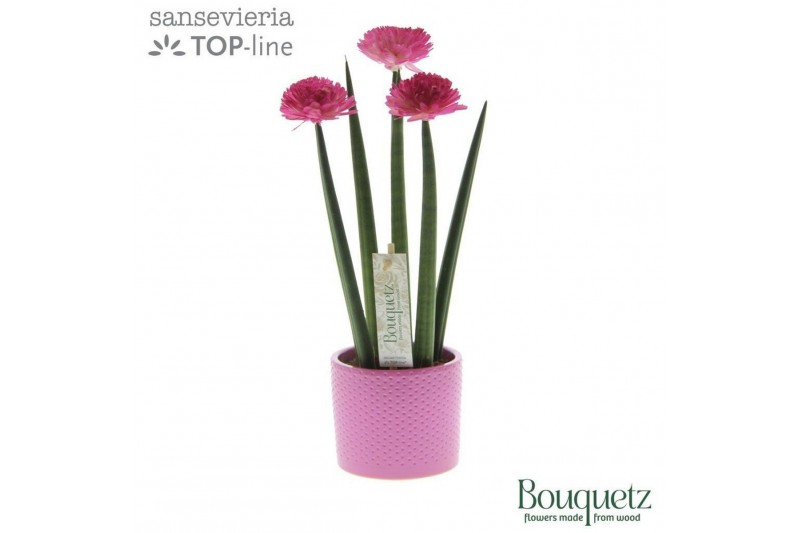 Sansevieria cylindrica Sansevieria TOP-line Bouqetz Pink in Dots keram 