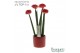 Sansevieria cylindrica Sansevieria TOP-line Bouqetz Red in Dots kerami 