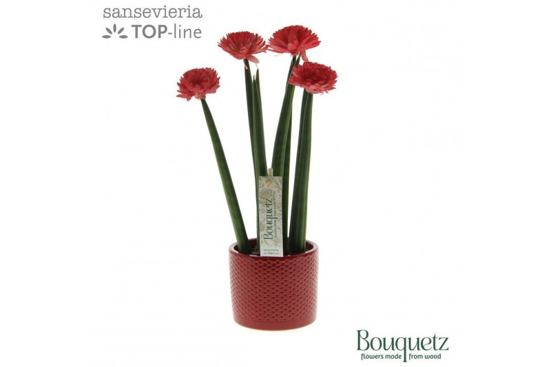 Sansevieria cylindrica Sansevieria TOP-line Bouqetz Red in Dots kerami 
