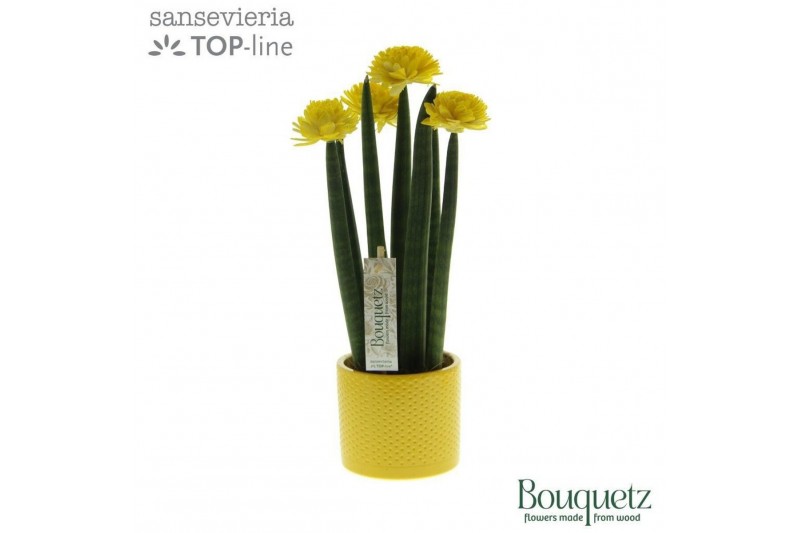Sansevieria cylindrica Sansevieria TOP-line Bouqetz Yellow in Dots ker 