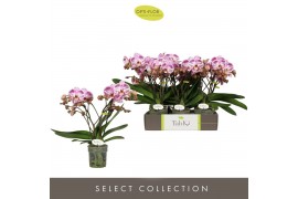 Phalaenopsis roze Tablo Bellini 2 spike25 bl. 2 tak/plnt