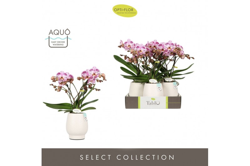 Phalaenopsis roze Tablo Bellini 2 spike in Abruzzo White Aquo 25 bl. 2 