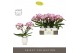 Phalaenopsis roze Tablo Bellini 2 spike in Emilia White Aquo 25 bl. 2  