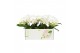 Phalaenopsis wit Shorty P12 Kort Champagne 2 spike 25 bl. 2 tak/plnt 