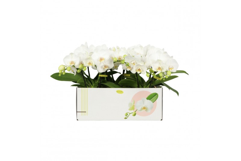 Phalaenopsis wit Shorty P12 Kort Champagne 2 spike 25 bl. 2 tak/plnt 