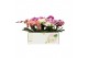 Phalaenopsis mix Shorty P12 Kort Mix 2 spike 25 bl. 2 tak/plnt 