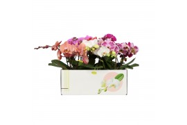 Phalaenopsis mix Shorty P12 Kort Mix 2 spike 25 bl. 2 tak/plnt