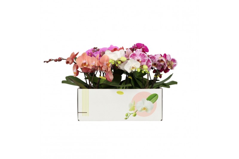 Phalaenopsis mix Shorty P12 Kort Mix 2 spike 25 bl. 2 tak/plnt 