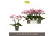 Phalaenopsis roze Tablo Cosmopolitan 2 spike25 bl. 2 tak/plnt 