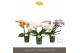 Phalaenopsis mix Tablo Mix 2 spike25 bl. 2 tak/plnt 