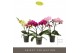 Phalaenopsis mix Tablo Mix 2 spike25 bl. 2 tak/plnt 