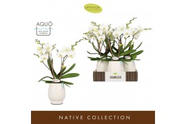 Phalaenopsis wit Bambuso Inyo 2 spike in Abruzzo White Aquo 30 bl. 2 t