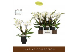 Phalaenopsis wit Bambuso Inyo 2 spike in Emilia Brown Aquo 30 bl. 2 ta