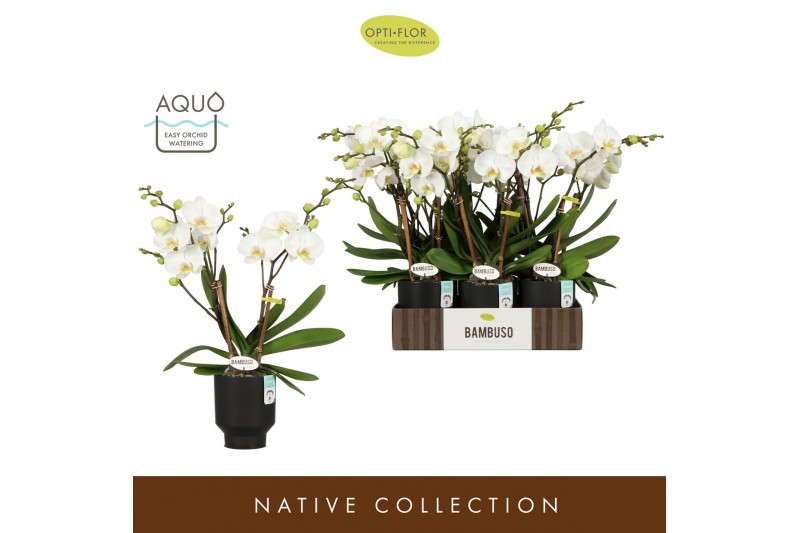 Phalaenopsis wit Bambuso Inyo 2 spike in Emilia Brown Aquo 30 bl. 2 ta 