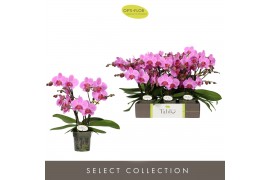 Phalaenopsis roze Tablo Pink Lady 3 spike30 bl. 3 tak/plnt