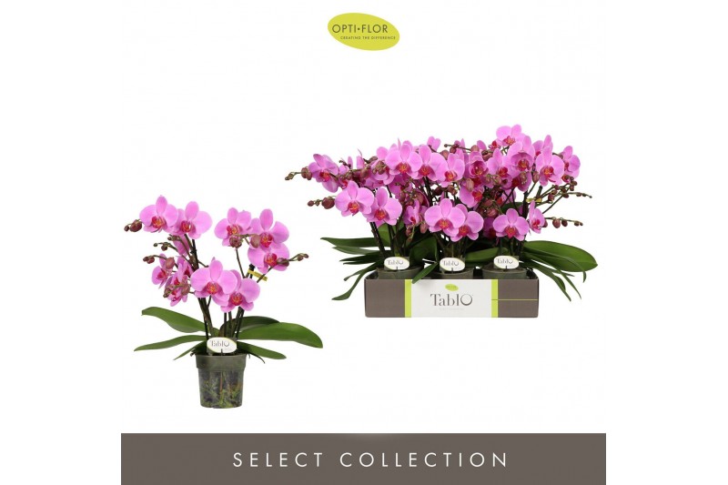 Phalaenopsis roze Tablo Pink Lady 3 spike30 bl. 3 tak/plnt 