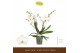 Phalaenopsis wit Bambuso Inyo 2 spike30 bl. 2 tak/plnt 