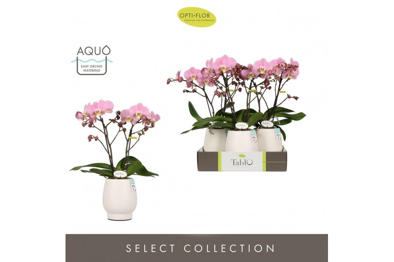 Phalaenopsis roze Tablo Cosmopolitan 2 spike in Abruzzo White Aquo 25  