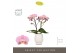 Phalaenopsis roze Tablo Cosmopolitan 2 spike in Abruzzo White Aquo 25  