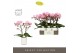 Phalaenopsis roze Tablo Cosmopolitan 2 spike in Molise White Aquo 25 b 