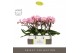 Phalaenopsis roze Tablo Cosmopolitan 2 spike in Molise White Aquo 25 b 