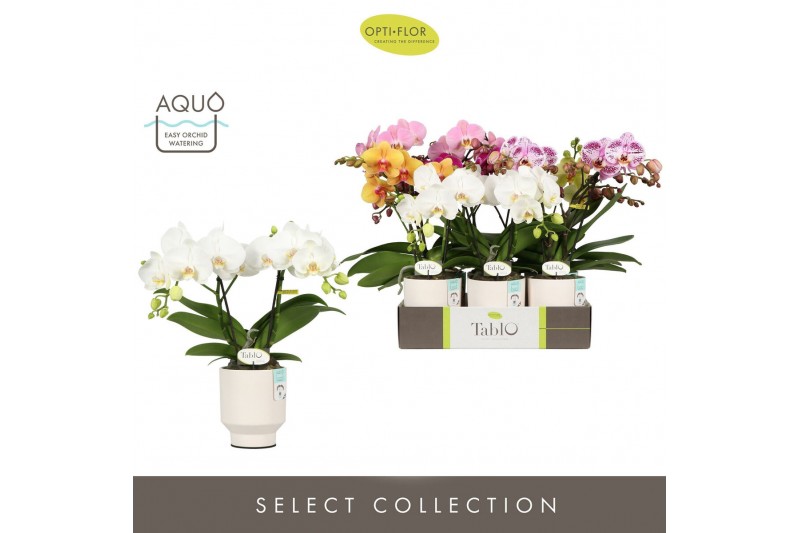 Phalaenopsis mix Tablo Mix 2 spike in Emilia White Aquo 25 bl. 2 tak/p 