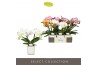 Phalaenopsis mix Tablo Mix 2 spike in Lazio White 25 bl. 2 tak/plnt