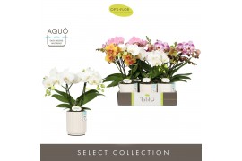 Phalaenopsis mix Tablo Mix 2 spike in Molise White Aquo 25 bl. 2 tak/p