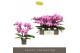 Phalaenopsis roze Tablo Pink Lady 3 spike 30 bl. 3 tak/plnt 