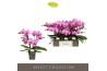 Phalaenopsis roze Tablo Pink Lady 3 spike 30 bl. 3 tak/plnt