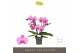 Phalaenopsis roze Tablo Pink Lady 3 spike 30 bl. 3 tak/plnt 