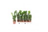 Zamioculcas zamiifolia zamioculcas5022 tak/plnt