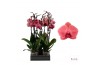 Phalaenopsis asian coral Phalaenopsis Asian Coral - 2 tak 60cm (Quattr
