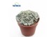 Succulenten Titanopsis Calcarea 