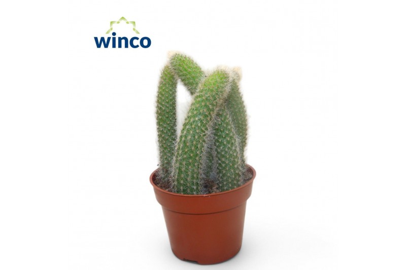 Succulenten Hildewinteria Colademoninis 