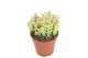 Crassula Crassula Tom Thumb 