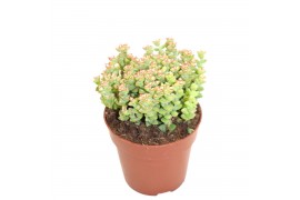 Crassula Crassula Tom Thumb