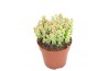 Crassula Crassula Tom Thumb