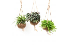 Kamerplanten mix groen Kokodama 15 cm Green Smit Collection 1 pp