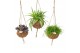 Kamerplanten mix groen Kokodama 15 cm Green Smit Collection 1 pp 