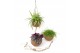 Kamerplanten mix groen Kokodama 15 cm Green Smit Collection 1 pp 